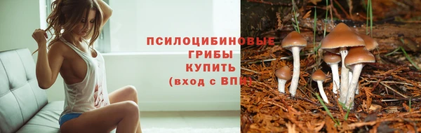 стаф Новодвинск