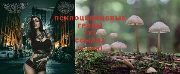 прущие грибы Новокубанск
